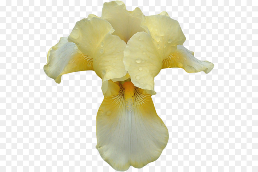 Flor Amarela，Pétalas PNG