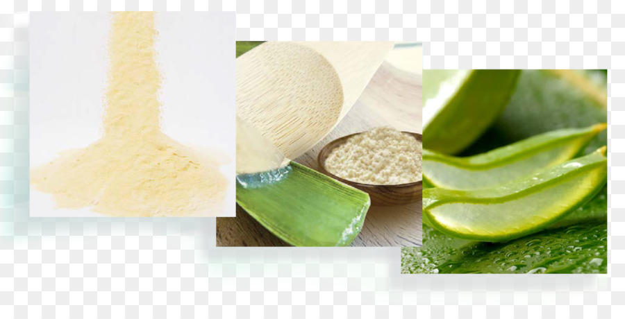 Aloe Vera，Mucilagem PNG