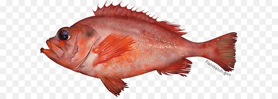 Peixe，Marinho PNG