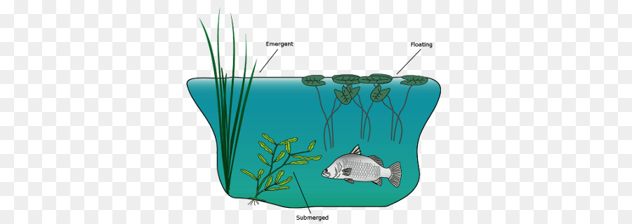 Macrófitas，Plantas Aquáticas PNG