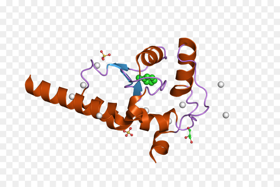 Proteína，Gene PNG