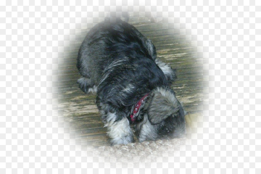 Schnauzer Miniatura，Schnoodle PNG