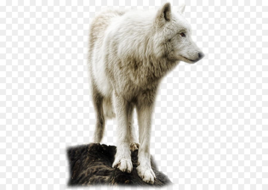 Lobo Branco，De Pé PNG