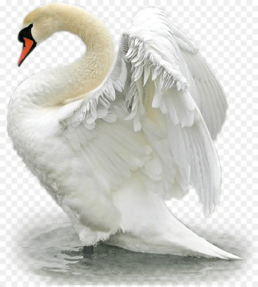 Aves，Cisne PNG