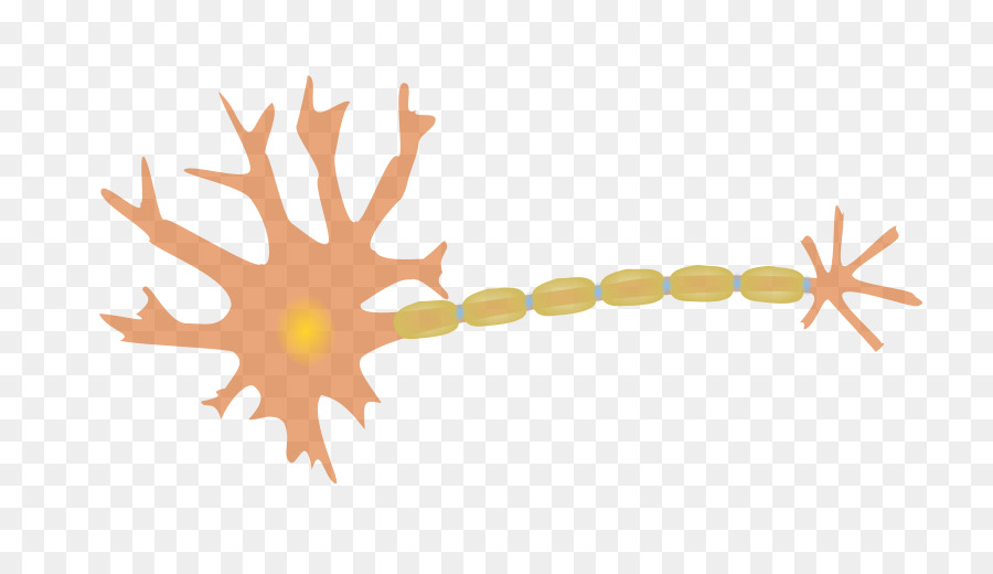 Neurônio，Sistema Nervoso PNG