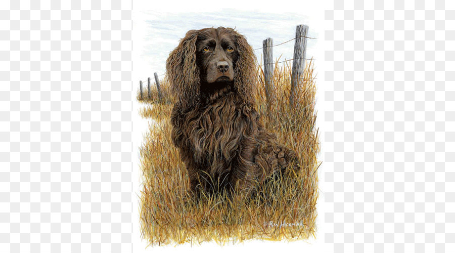 Campo Spaniel，Boykin Spaniel PNG