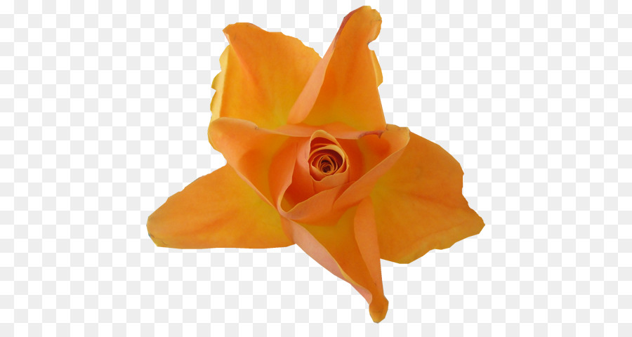 Rosa Vermelha，Florescer PNG