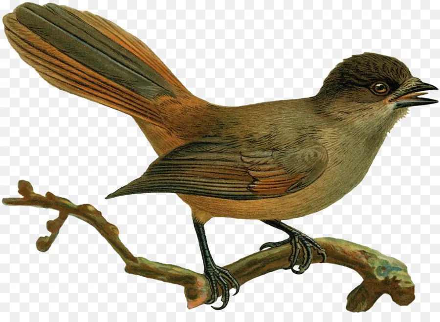 Comum Nightingale，Finch PNG