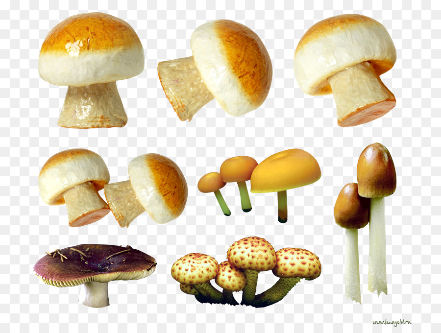 Cogumelos，Fungos PNG