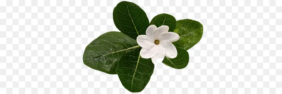 Flor Branca，Folhas PNG