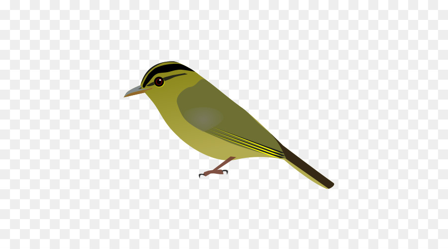 Calcário Folha Do Mato，Aves PNG