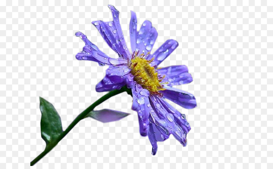 Aster，Abelha PNG