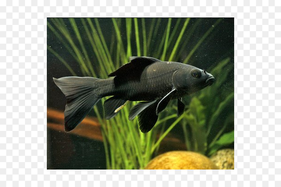 Peixe Preto，Aquático PNG