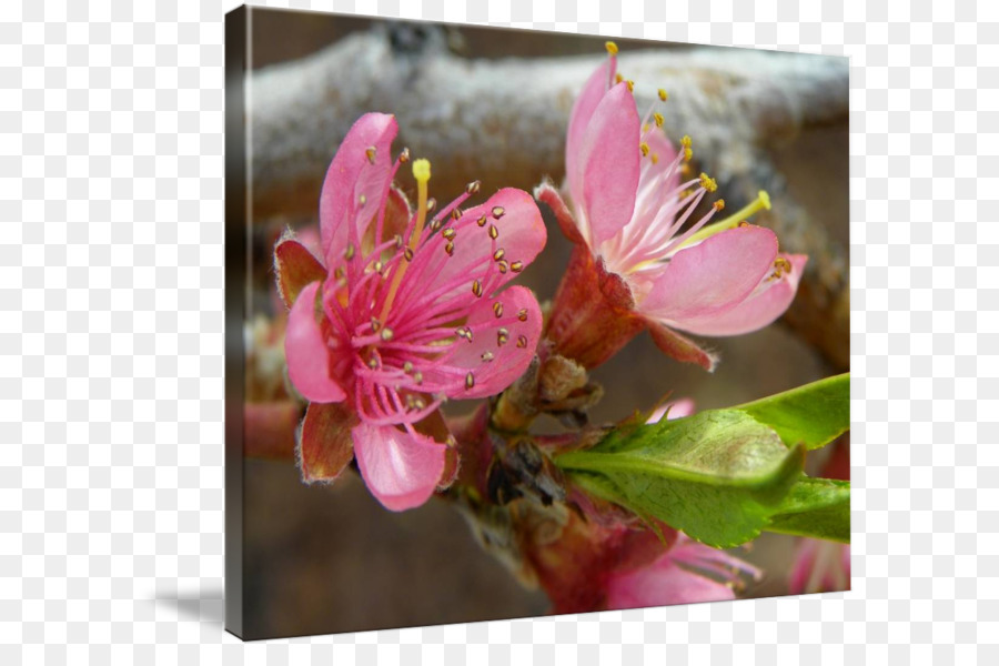 Flor，Flor De Cerejeira PNG