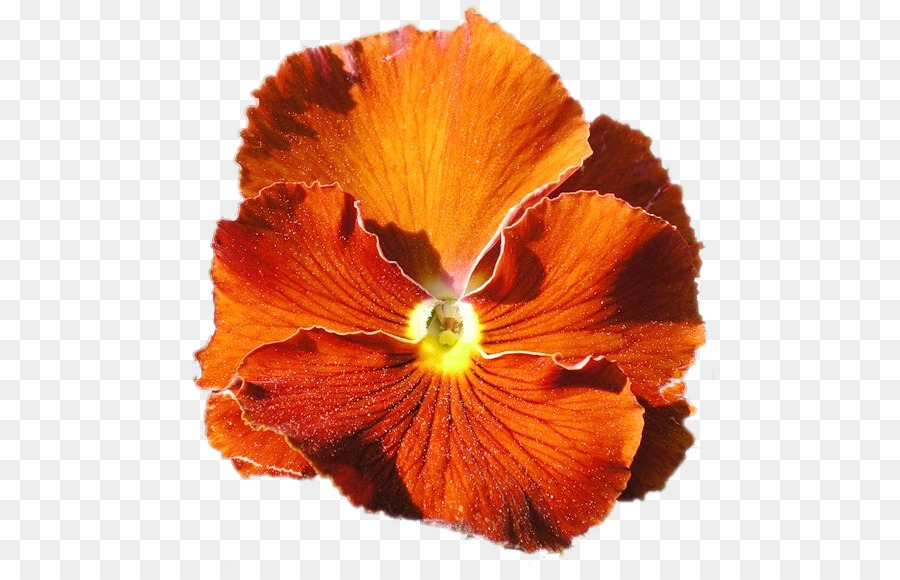 Flor，Hibisco PNG