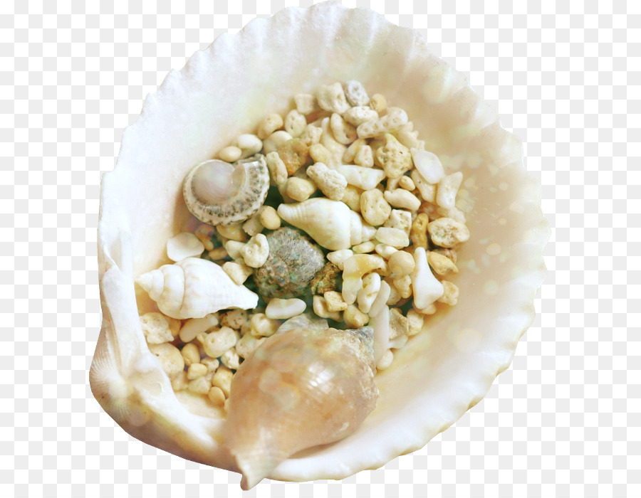 Seashell，Filme De Animação PNG