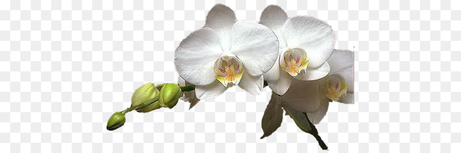 Orquídeas Brancas，Pétalas PNG