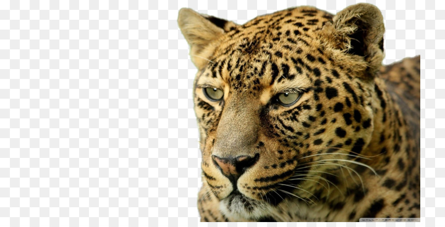 Leopard，Papel De Parede Da área De Trabalho PNG