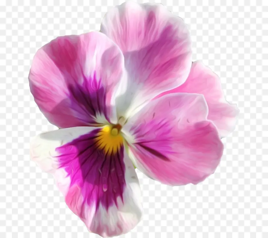 Flor，Florescer PNG