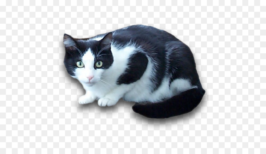 Egeu Gato，American Wirehair PNG