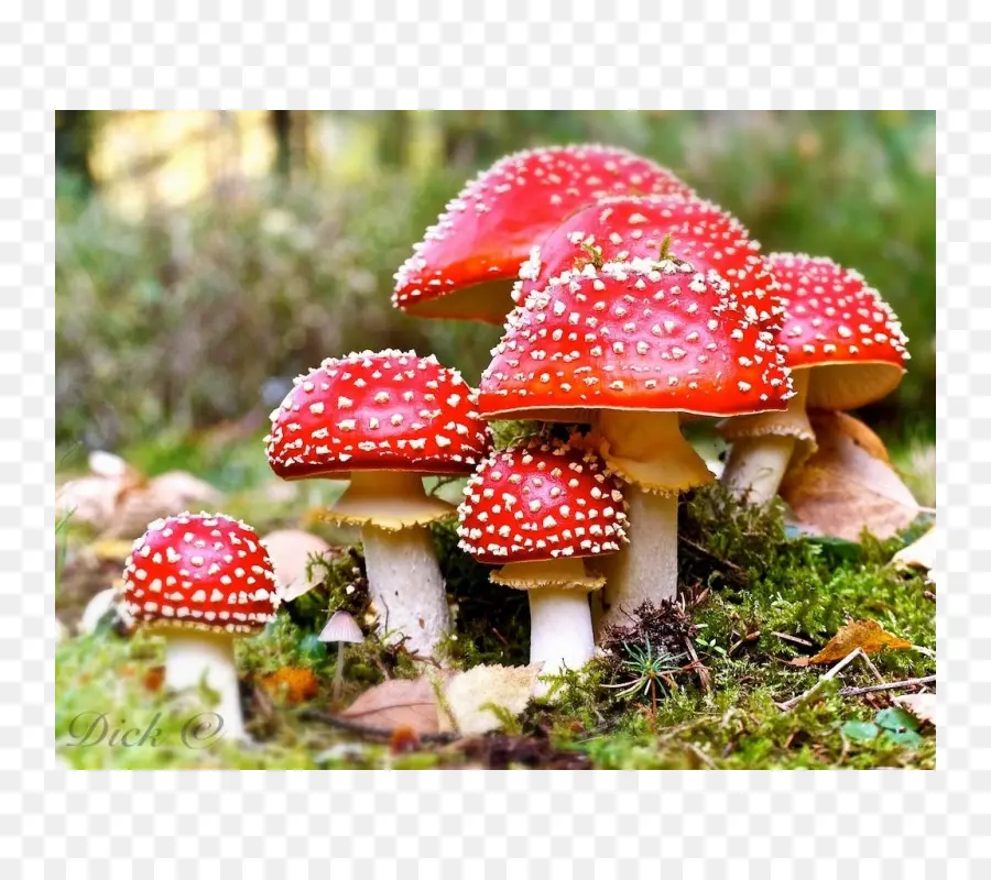 Amanita Muscaria，A Morte Pac PNG