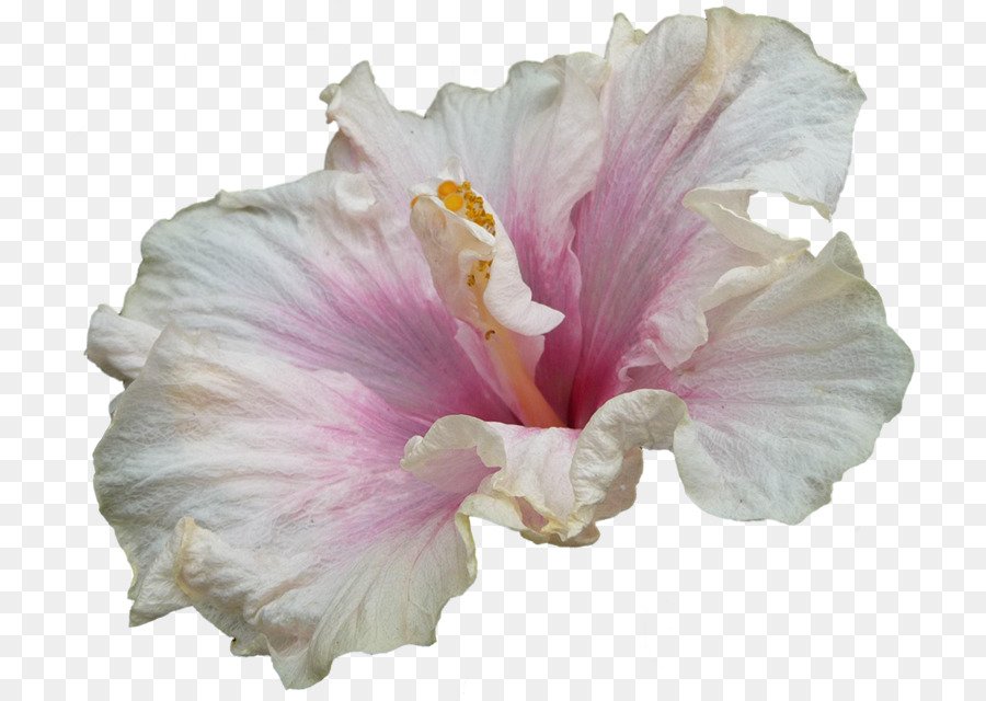 Hibiscus，Imagem Digital PNG