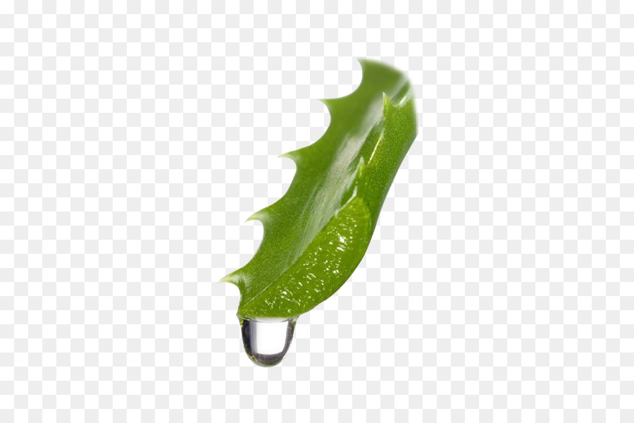 Aloe Vera，Vir PNG