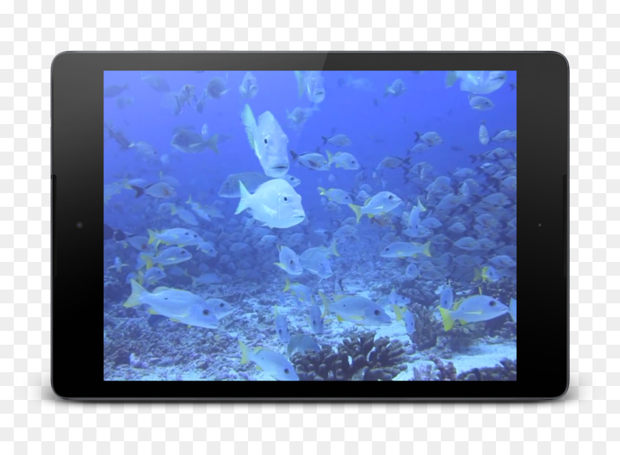 Coral，Biologia Marinha PNG