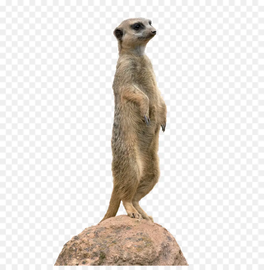 Meerkat，Animais PNG