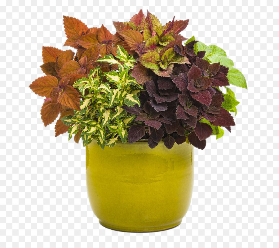 Planta Em Vaso，Folhas PNG