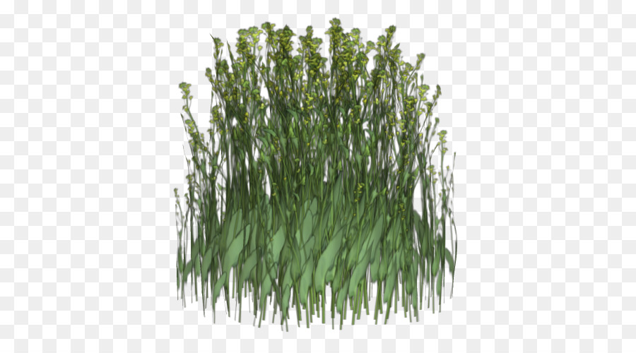 Sweet Grass，Flora PNG