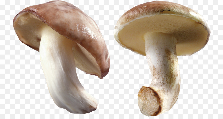 Cogumelos，Fungos PNG