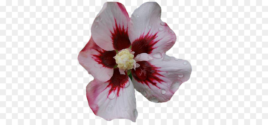 Hibiscus，Rosaceae PNG