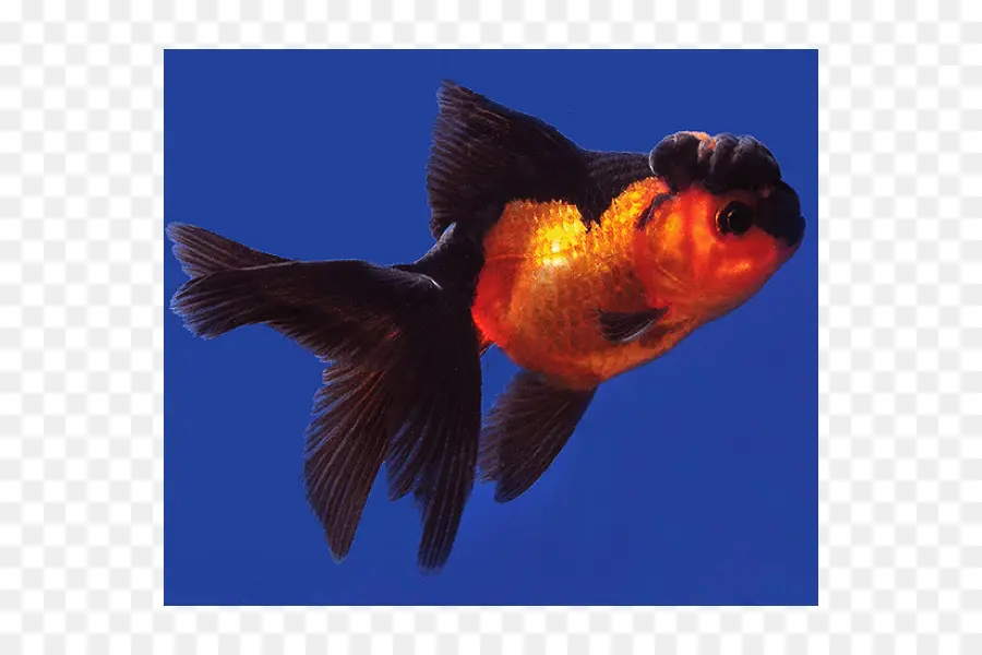 Peixe Dourado，Peixe PNG