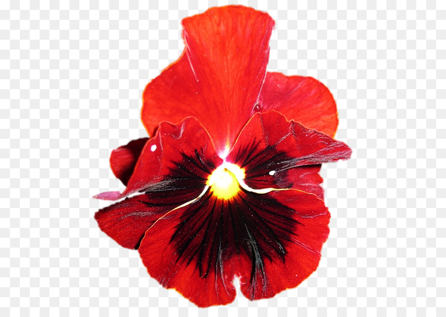 Hibiscus，Pansy PNG