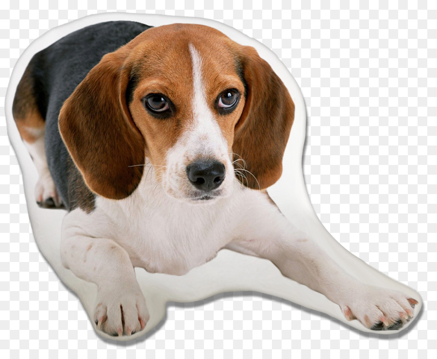 Beagle，Beagleharrier PNG