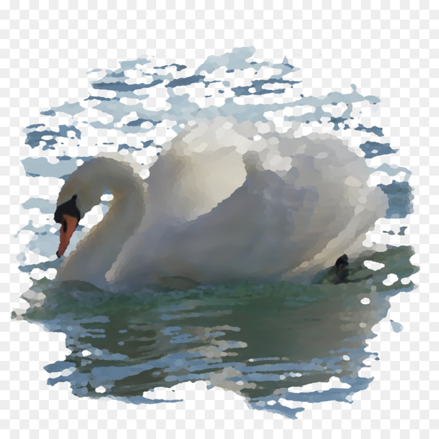 Cisne Branco，Água PNG