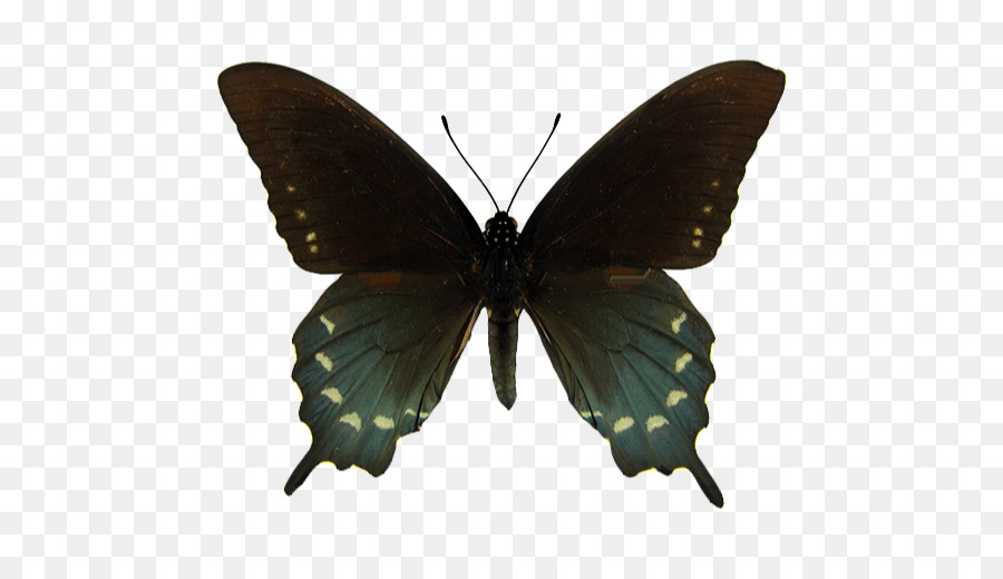 Borboleta Negra，Asas PNG