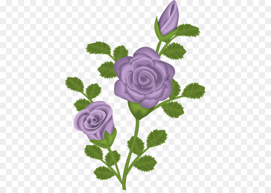 Rosa Roxa，Florescer PNG