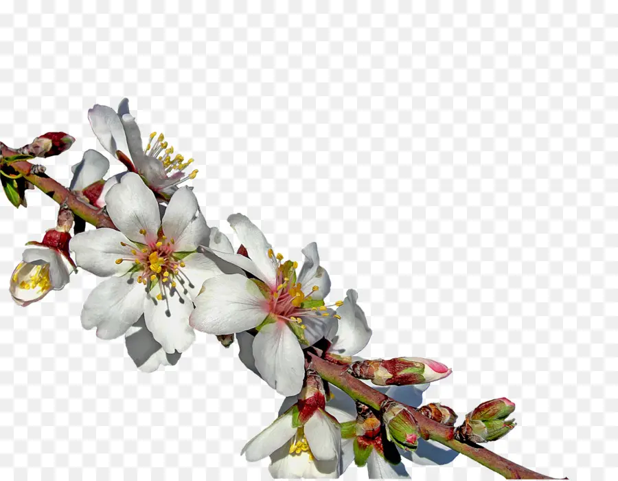 Amendoeiras Em Flor，Flor PNG