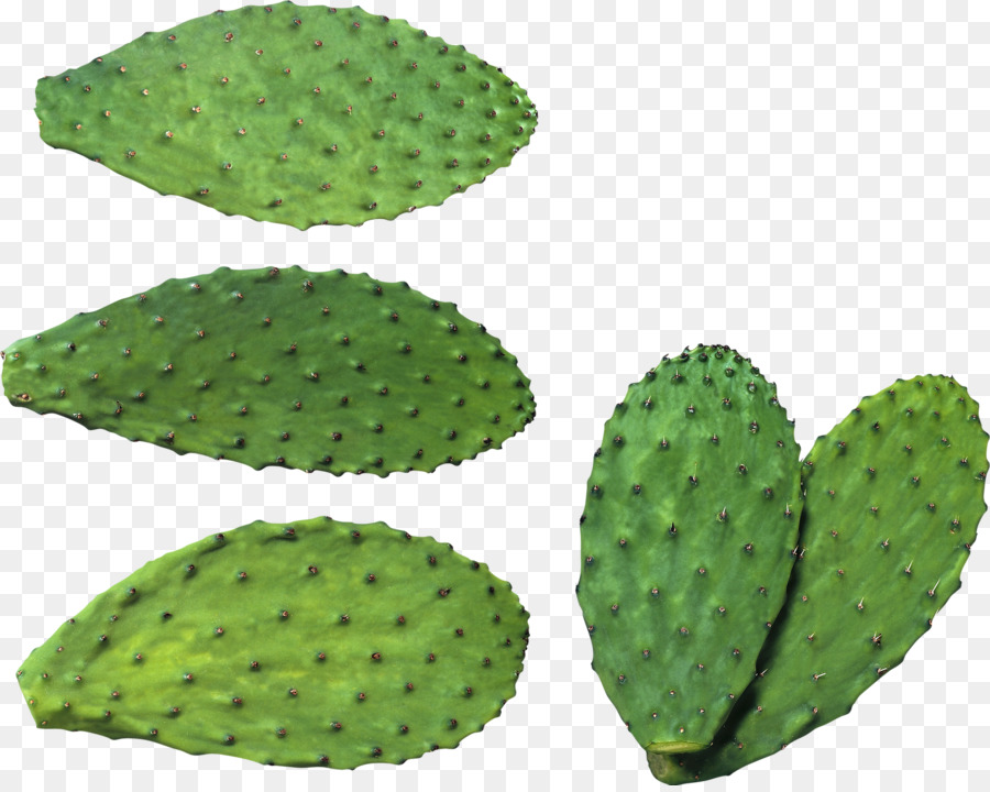 Cacto，Verde PNG