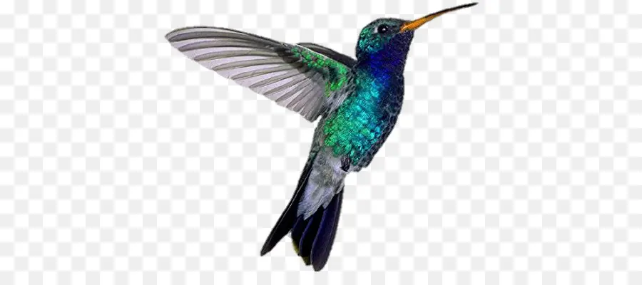 Colibri，Colorido PNG