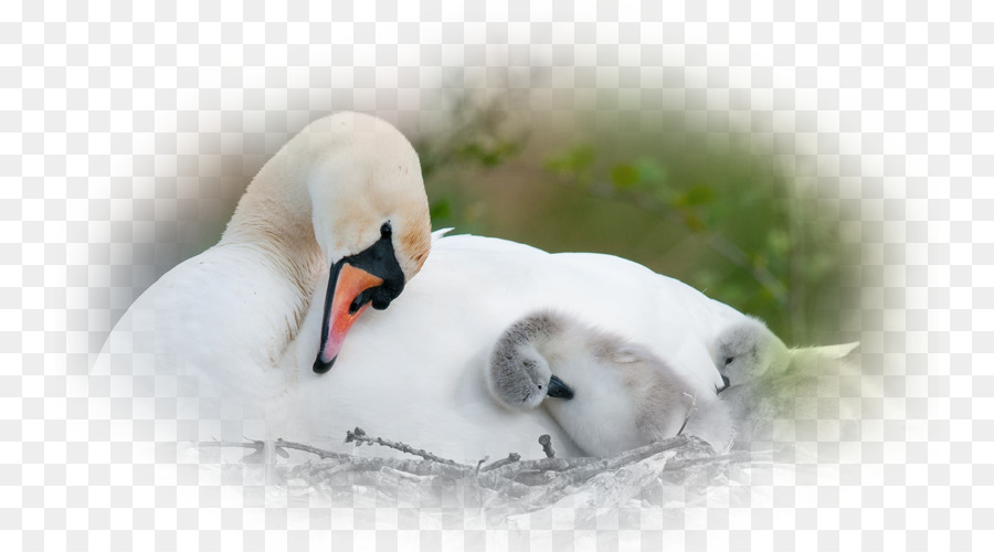 Cisne，Aves PNG