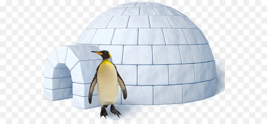 Pinguim E Iglu，Pássaro PNG