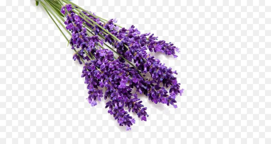 Inglês Lavanda，óleo De Lavanda PNG