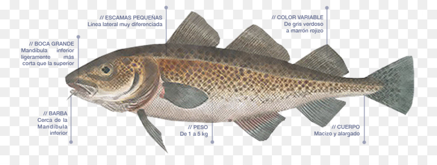 Diagrama De Peixe，Marinho PNG