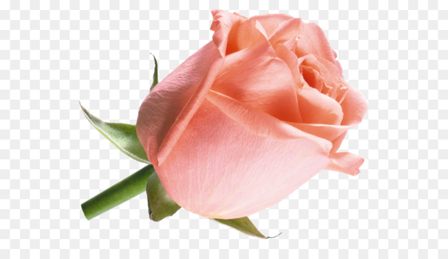 Rosa Rosa，Florescer PNG