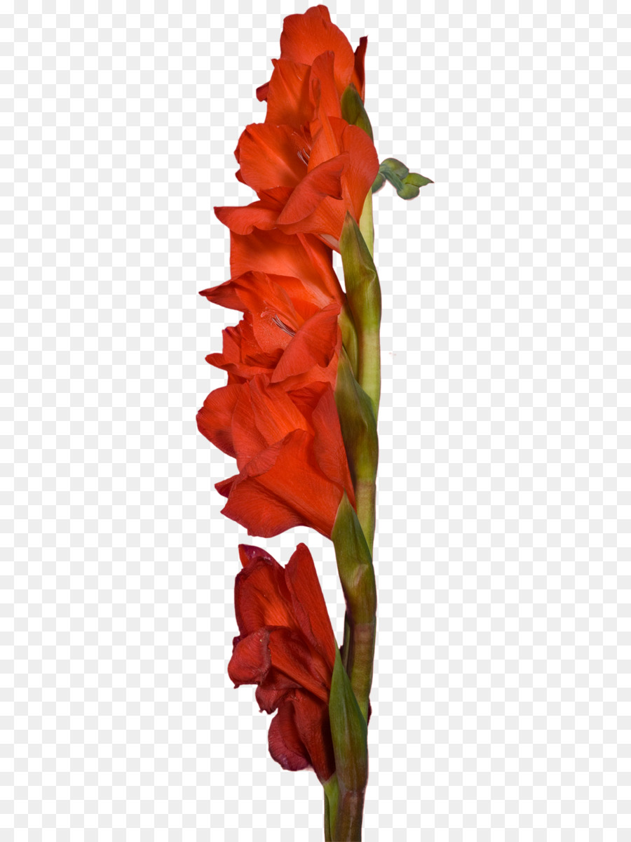 Gladiolus，Flores De Corte PNG
