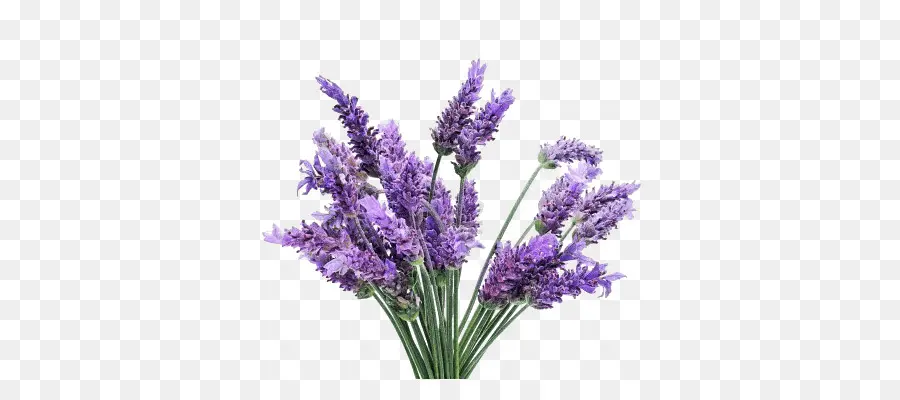 Lavanda，Erva PNG