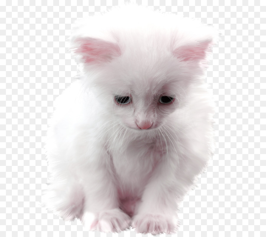 Gatinho Branco，Gato PNG